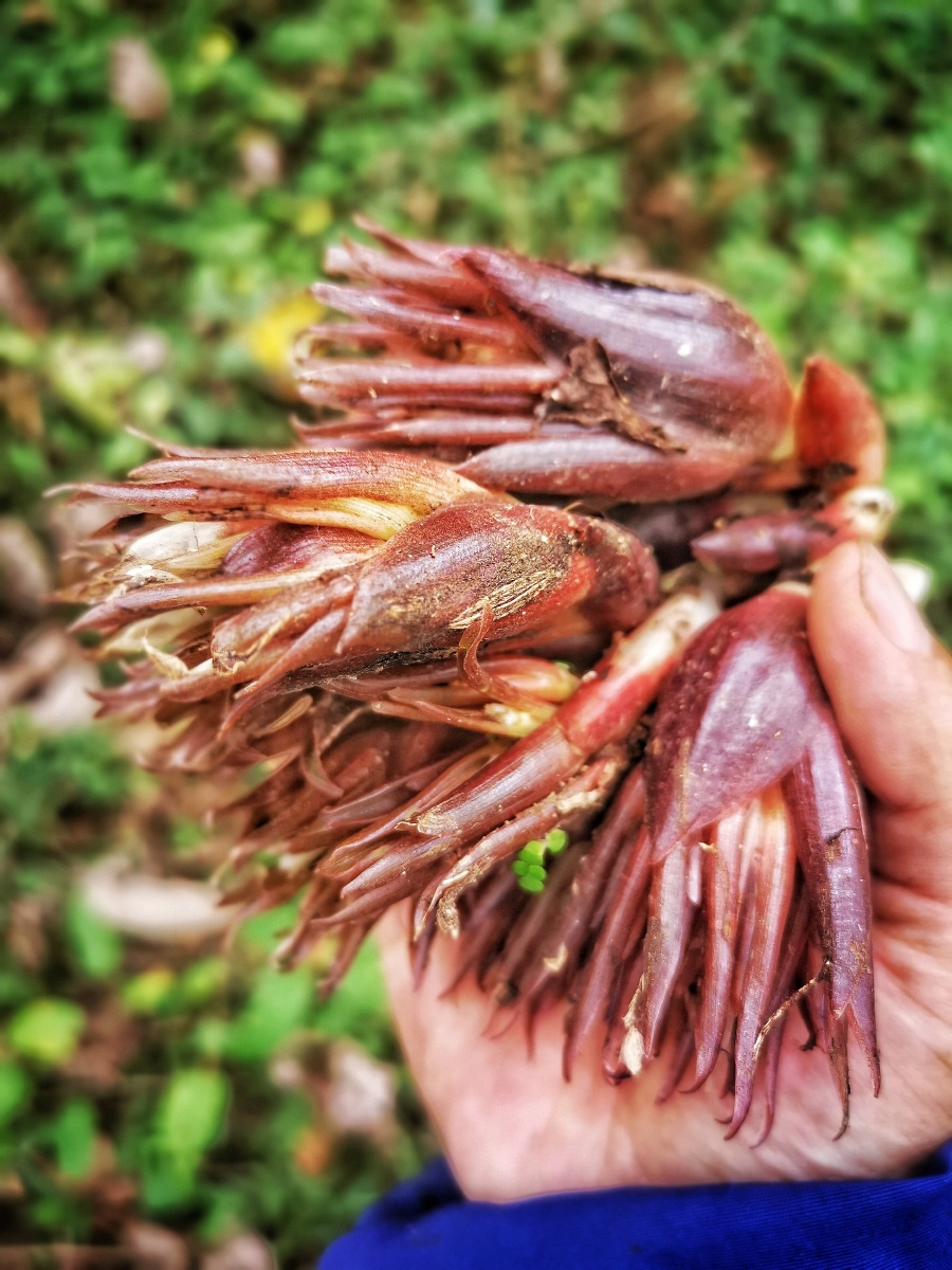 又是一年吃洋合季百度上对这天然野生的好物可是评