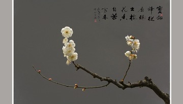 梅花4