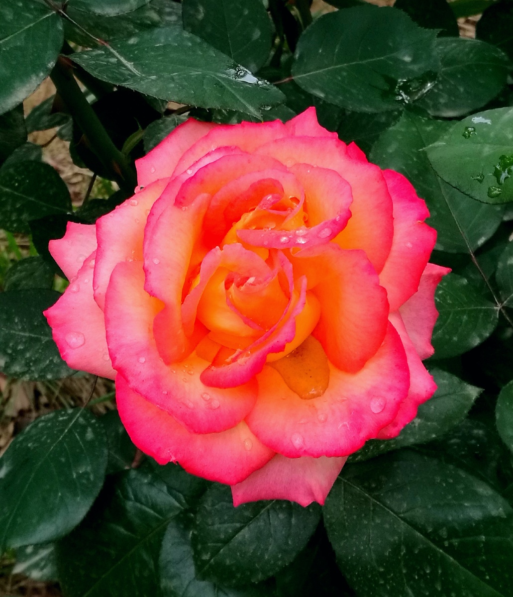 鲜艳欲滴 - 泰山日出 - 图虫