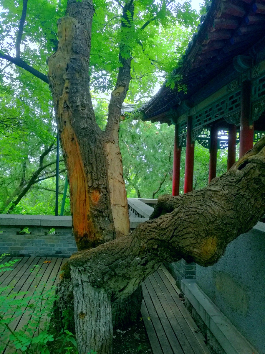 唐朝古槐在济南千佛山半山腰处有一棵唐朝古老的槐树至今枝繁叶茂据传