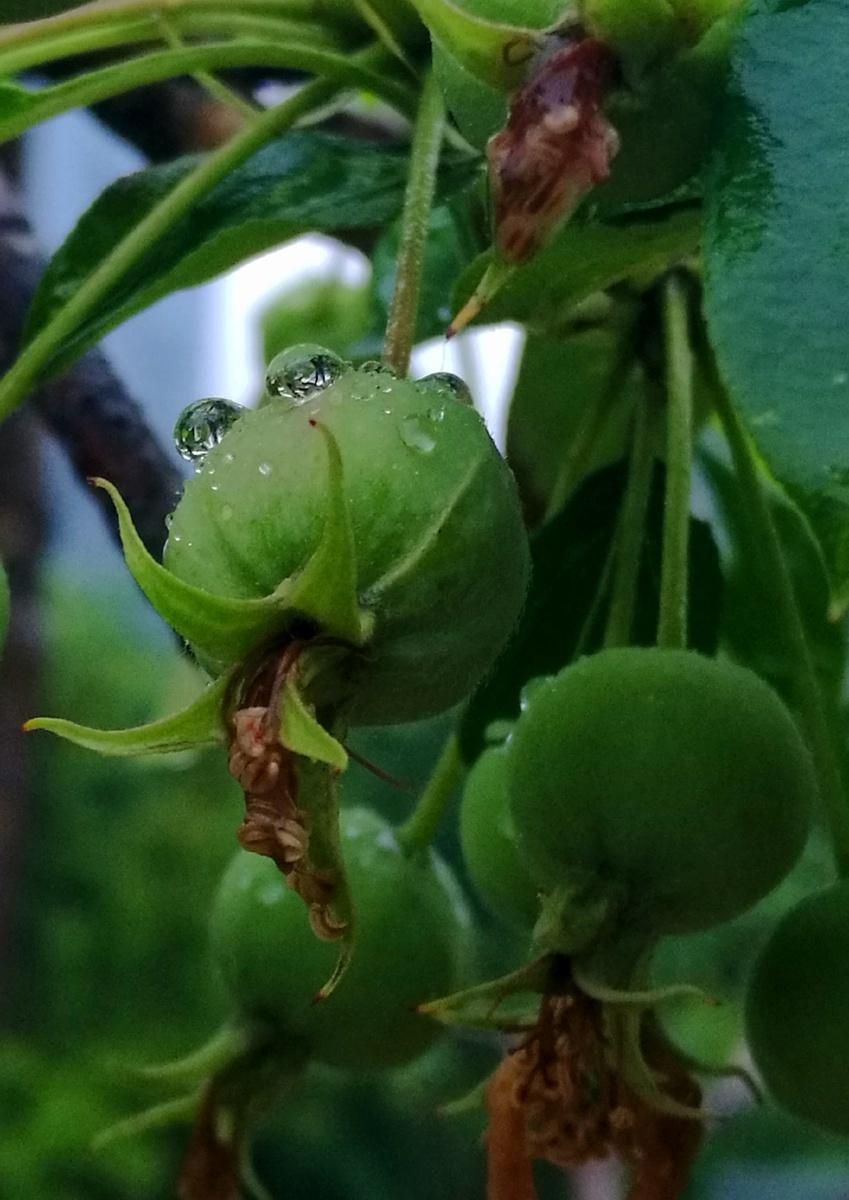雨中青果
