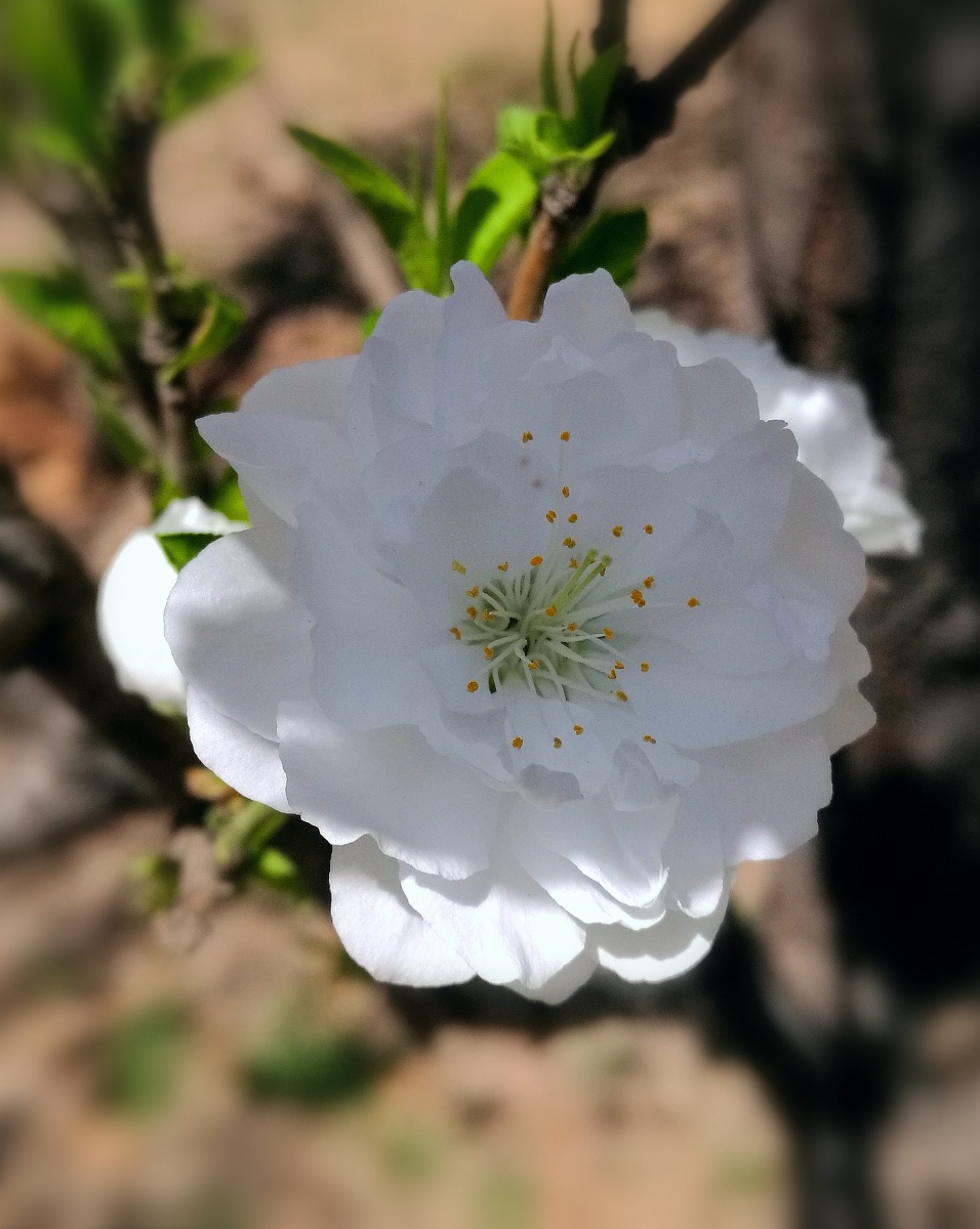 千瓣白桃花