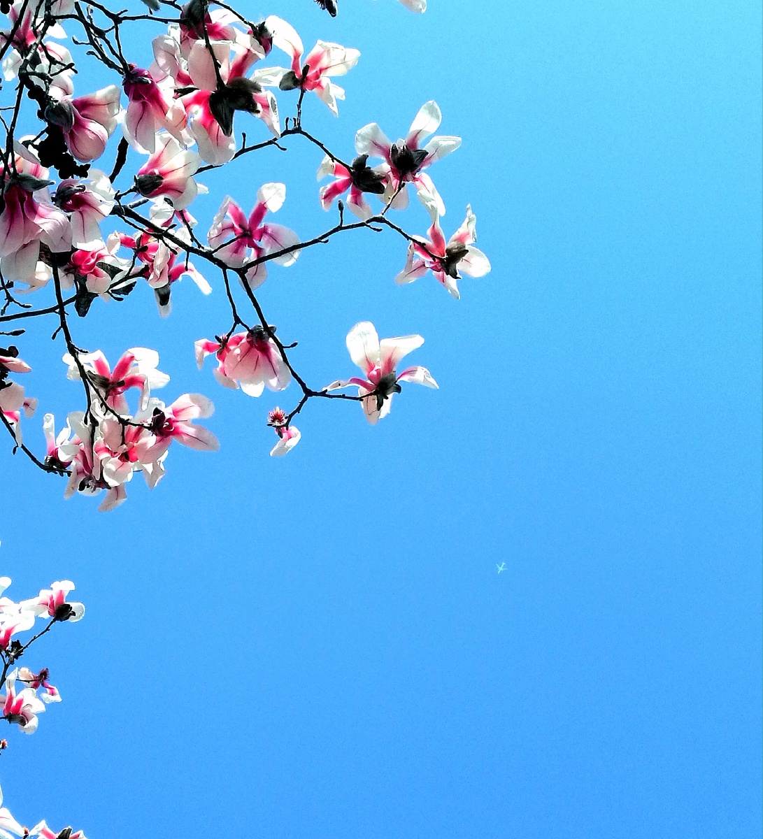 玉兰花飘香 - 泰山日出 - 图虫