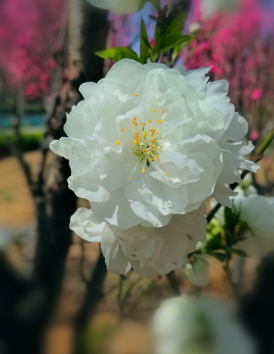 千瓣白桃花