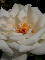 1120126