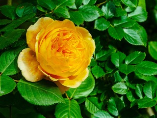 D5D5972B-DE00-4C74-B4C0-75C0B919B711/L0/001