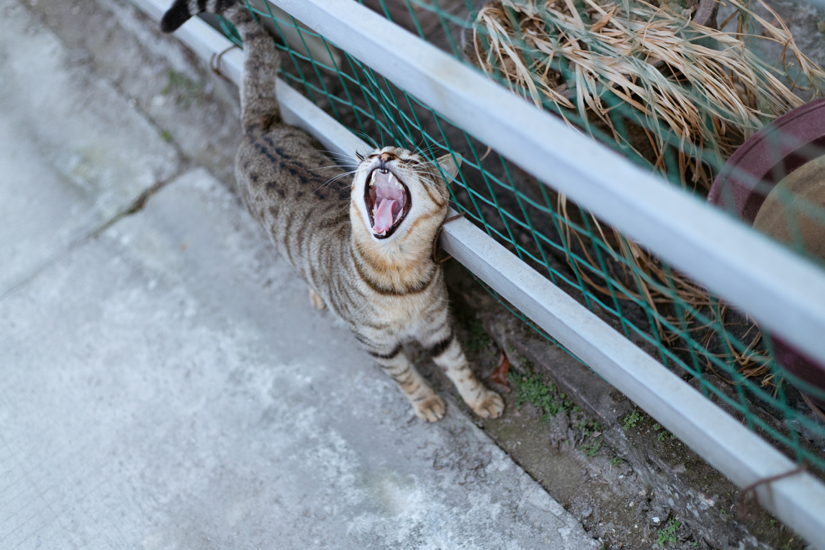 张口大咬 - 摄影师pp - 图虫