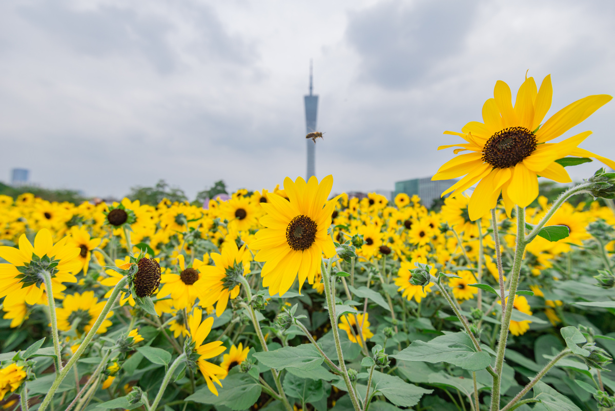 广州宏城公园向日葵花海