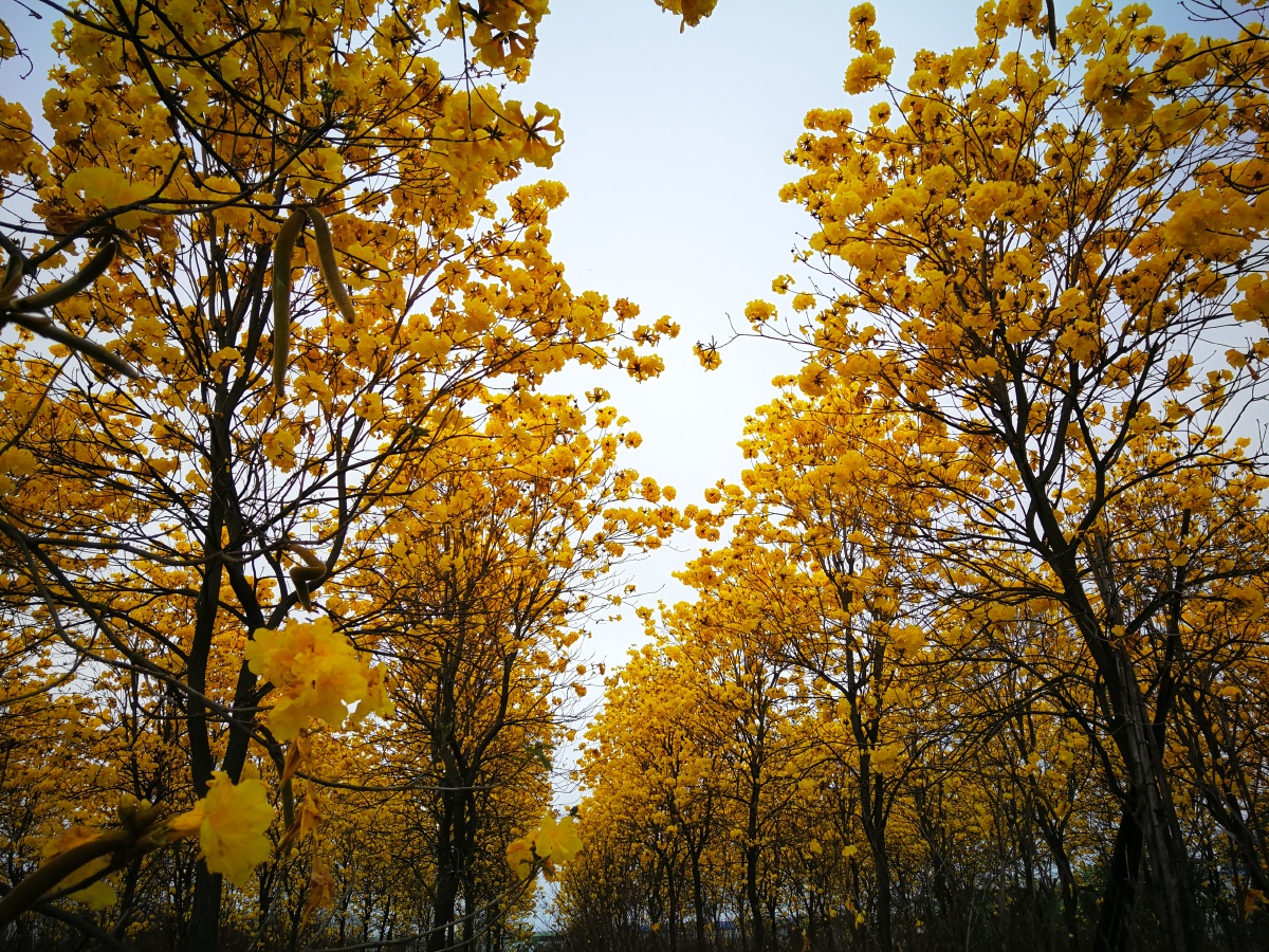 黄花风铃木手机摄影