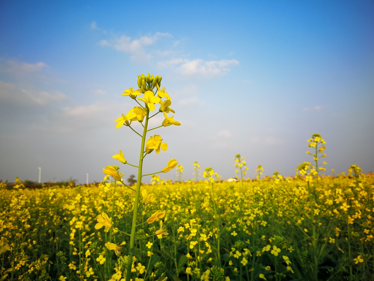春天油菜花海