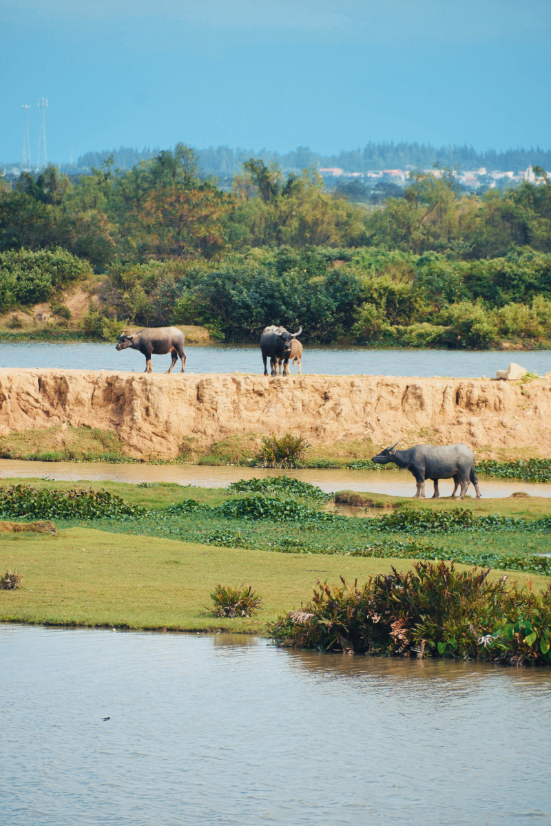 农村牛水牛好风光