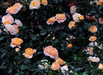 BD4A726E-68AE-419D-85A6-2B406FA2E91C/L0/001