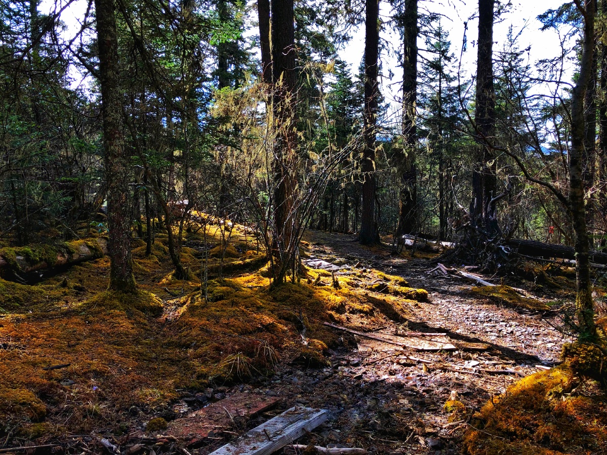 原始大森林拍摄于云南普达措国家公园
