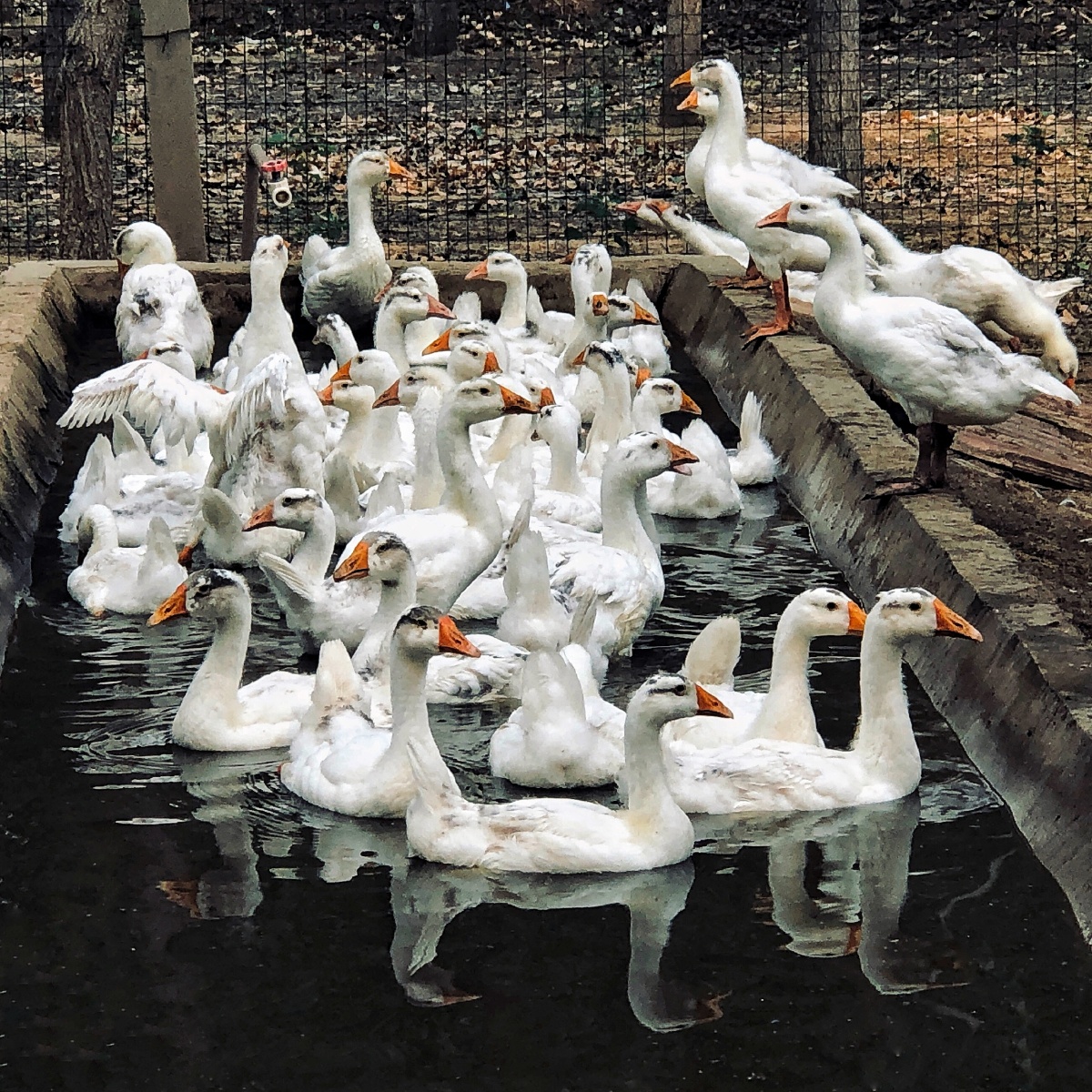 夏天的故事池塘里的鹅多自在悠闲地过着夏天