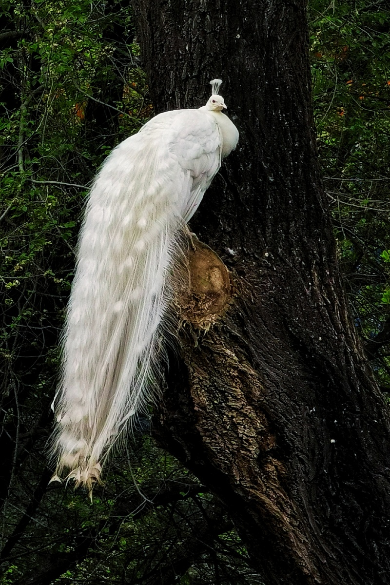 白孔雀