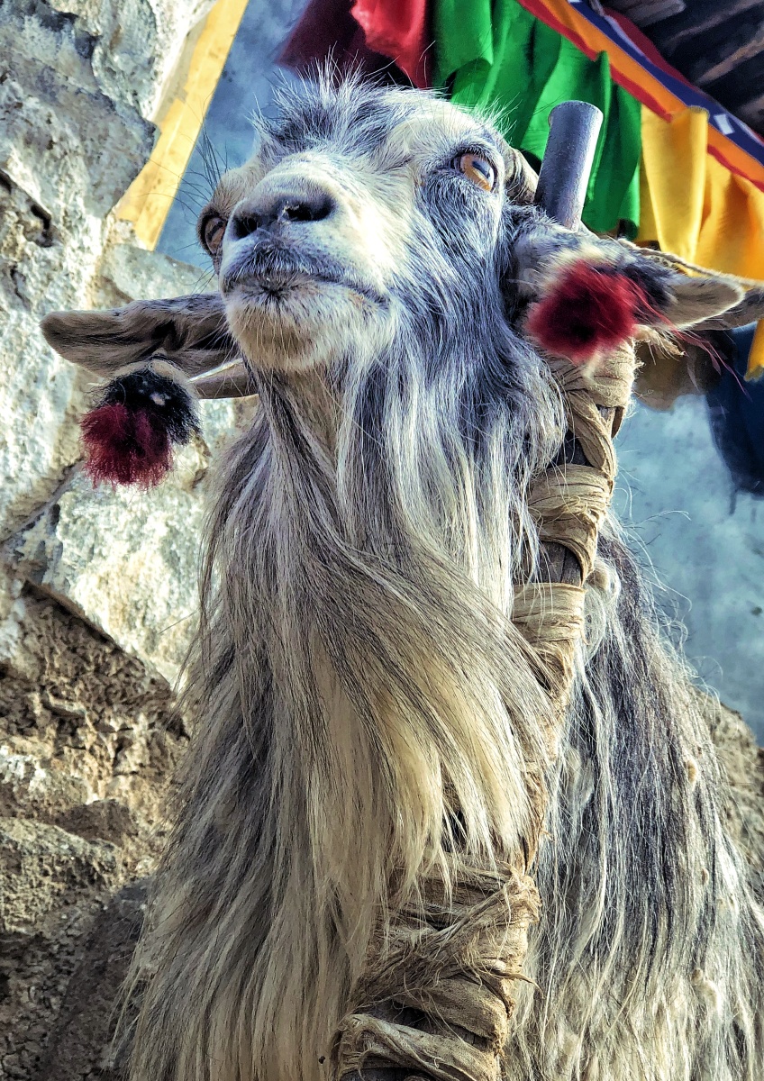 扎实伦布寺里的羊拍摄于西藏日喀则