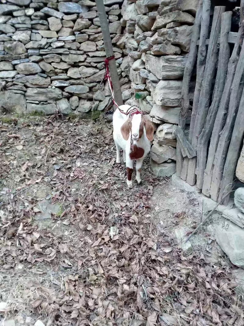 栓在石墙边的老羊