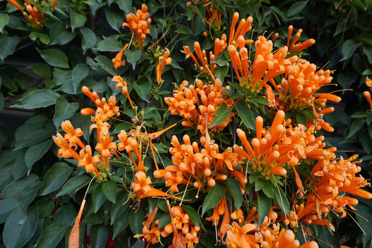 囍囍囍囍囍囍囍囍囍 - 图虫