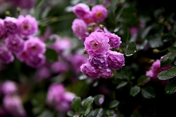 87E95B06-8911-4289-A846-DB5E27679A9F/L0/001