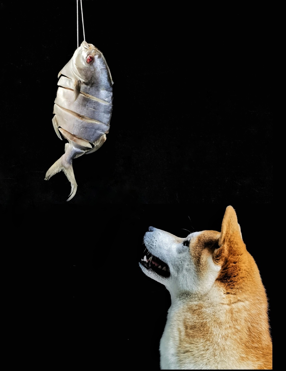 狗狗也爱偷吃鱼