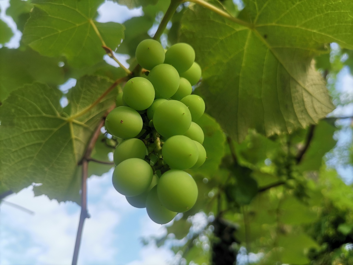 酸葡萄