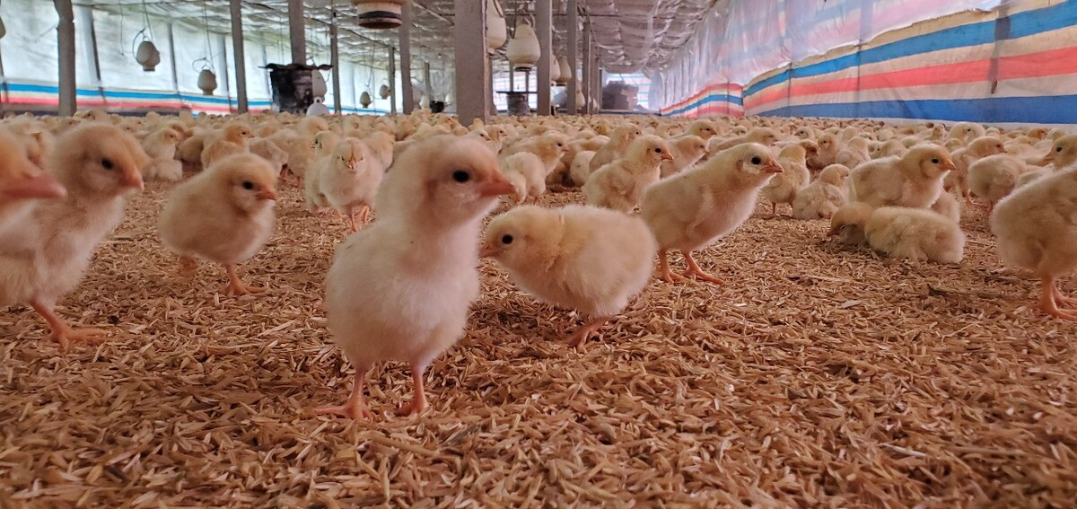养殖什么品种大鹅产蛋多,如何提高鹅的产蛋率和蛋重?