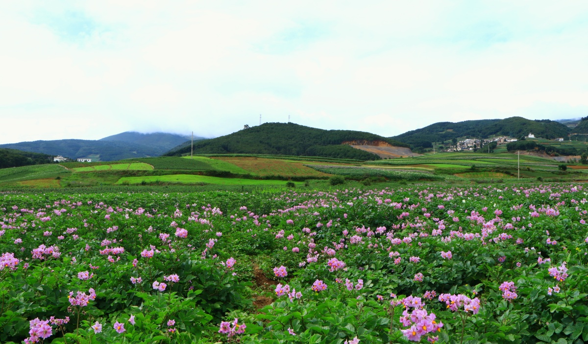 洋芋花海