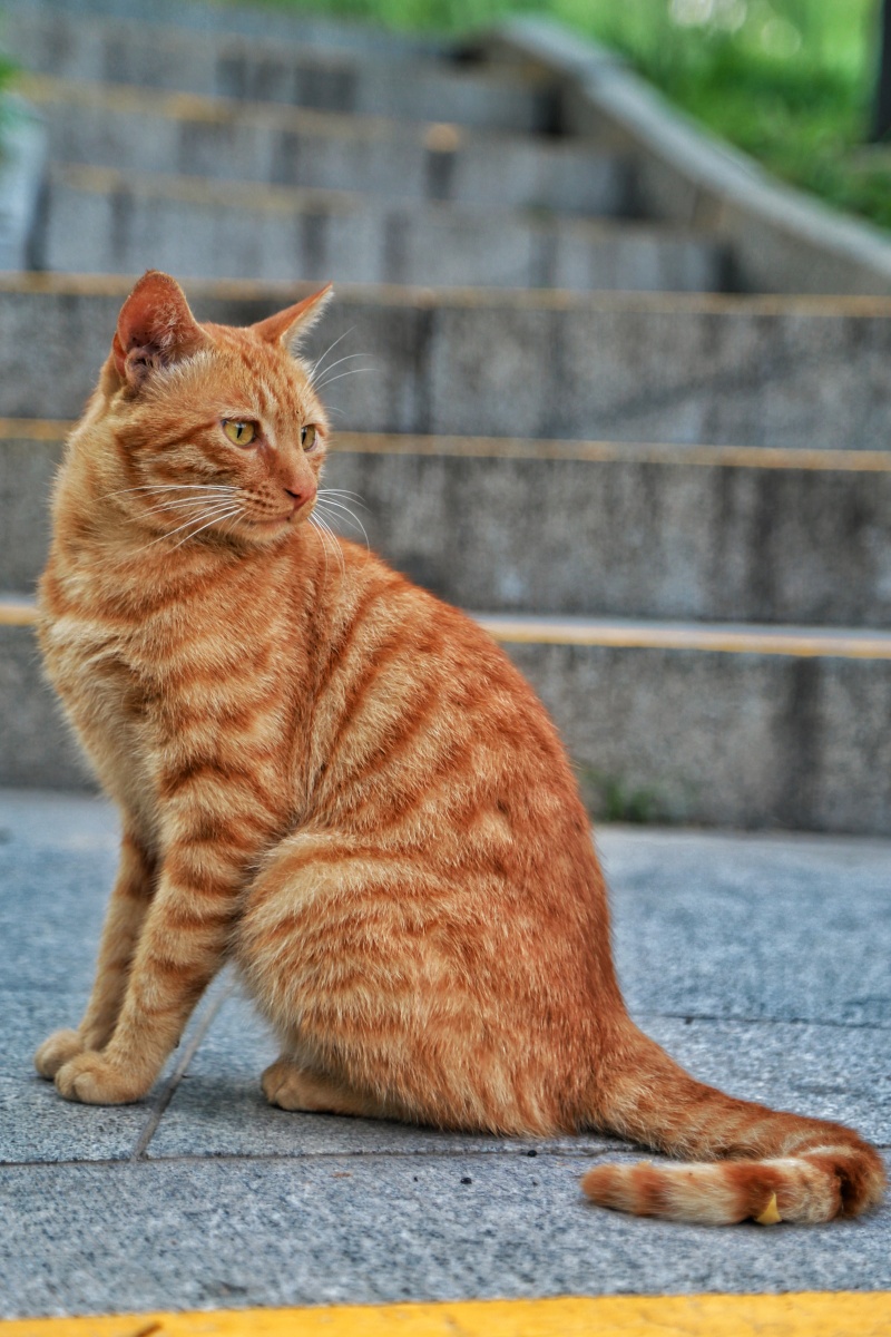 清晨公园再遇小橘猫连拍吐舌头卖萌