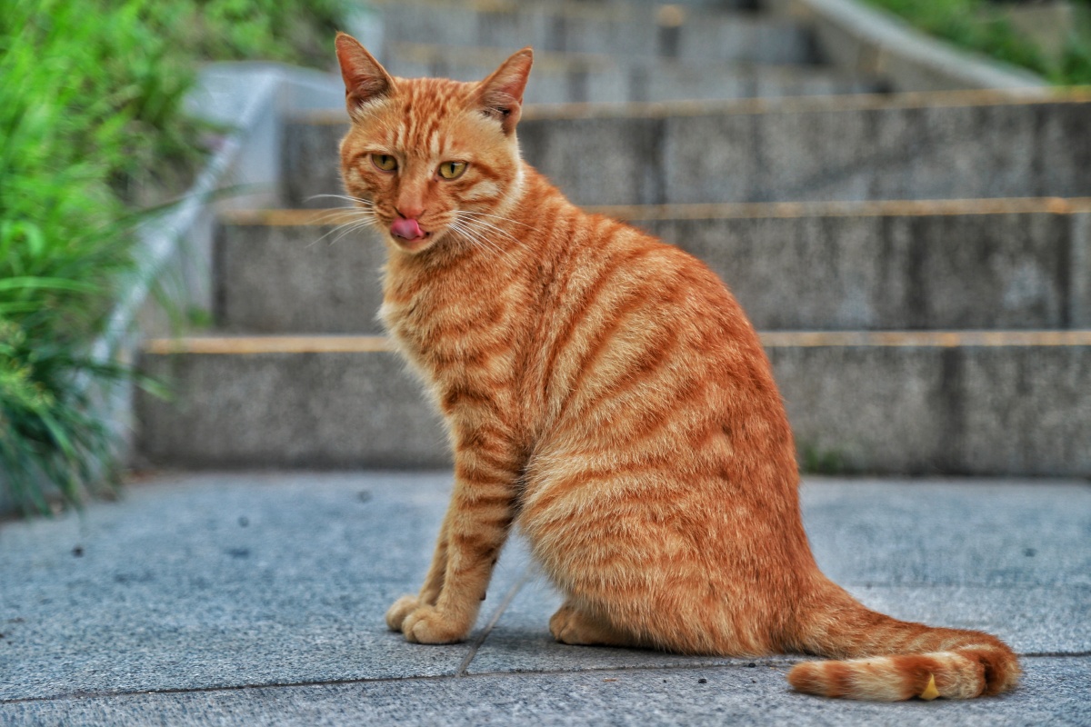 清晨公园再遇小橘猫连拍吐舌头卖萌