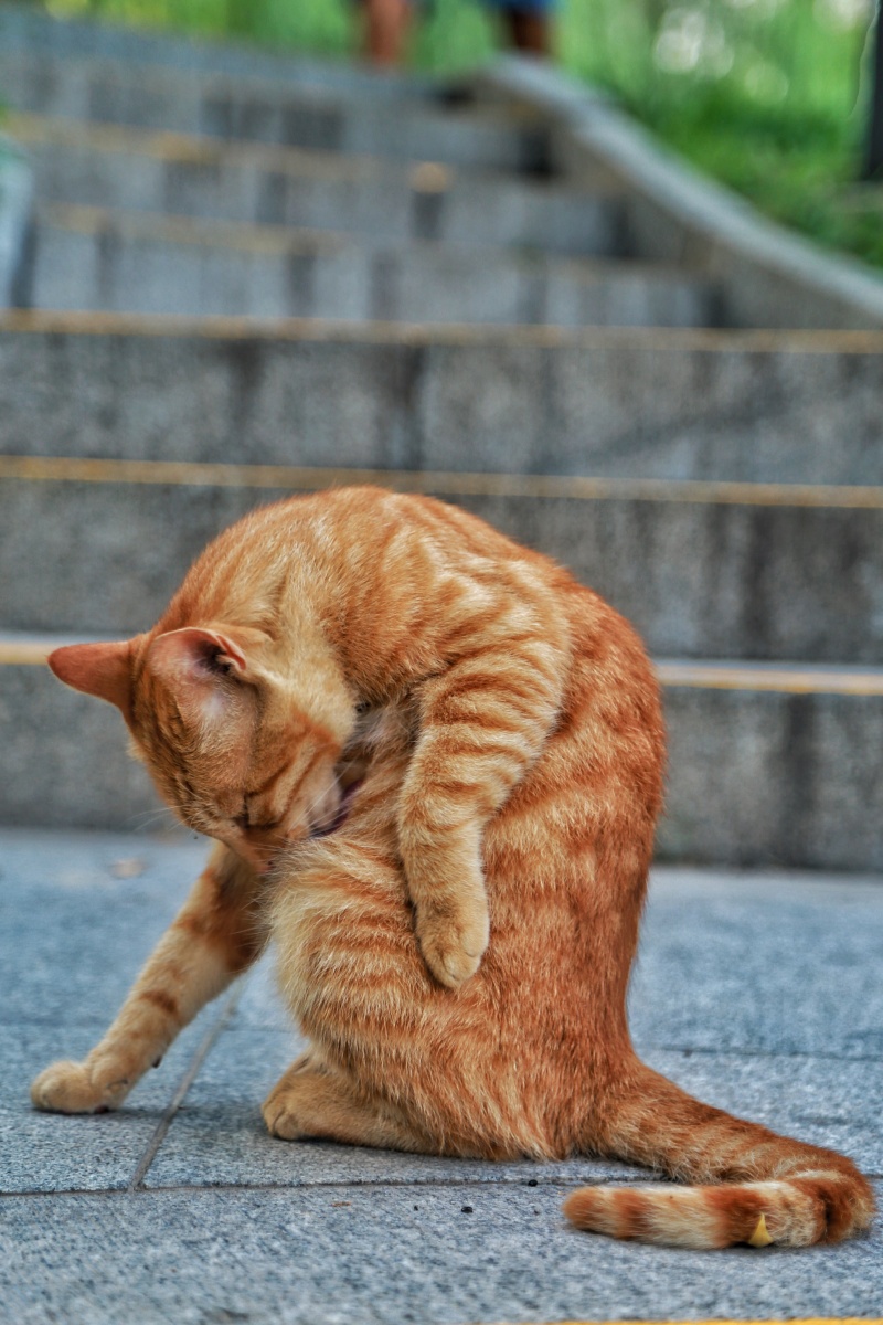 清晨公园再遇小橘猫连拍吐舌头卖萌