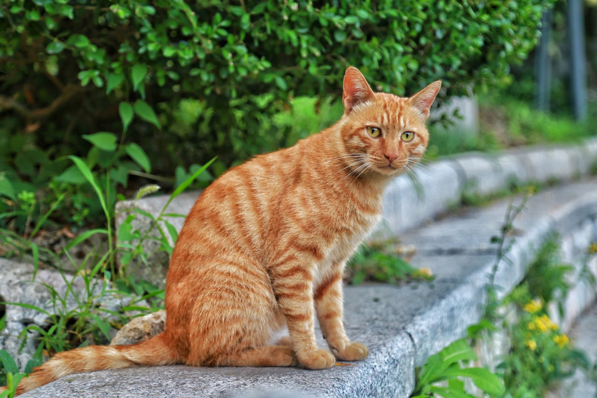 清晨公园再遇小橘猫连拍吐舌头卖萌