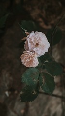 90BF6203-B7E2-407A-9FC3-C0E0CEBE0DF3/L0/001