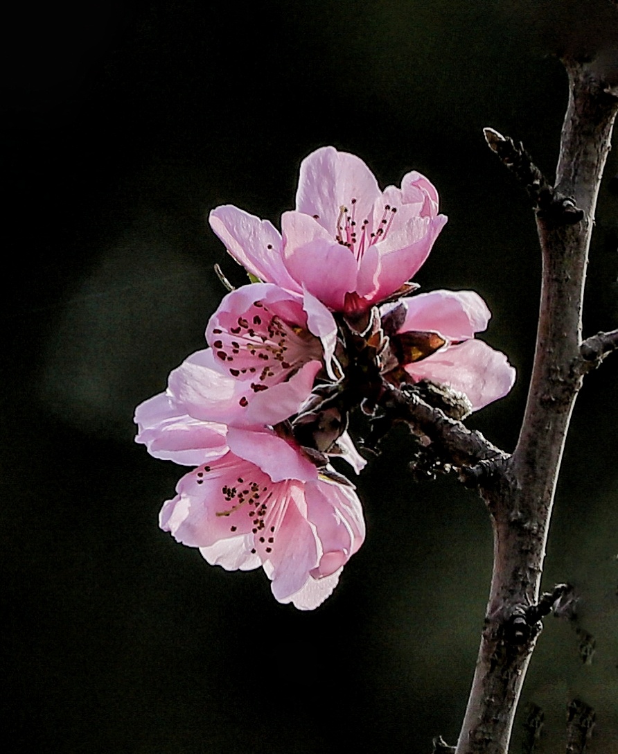 光影桃花摄影木每