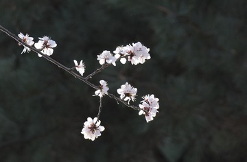 1000022779
