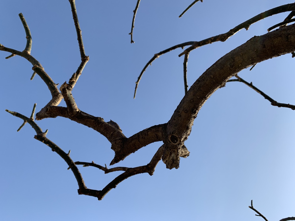 弯曲苍劲的树枝