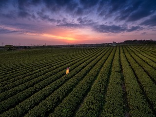 _FJ16983-1