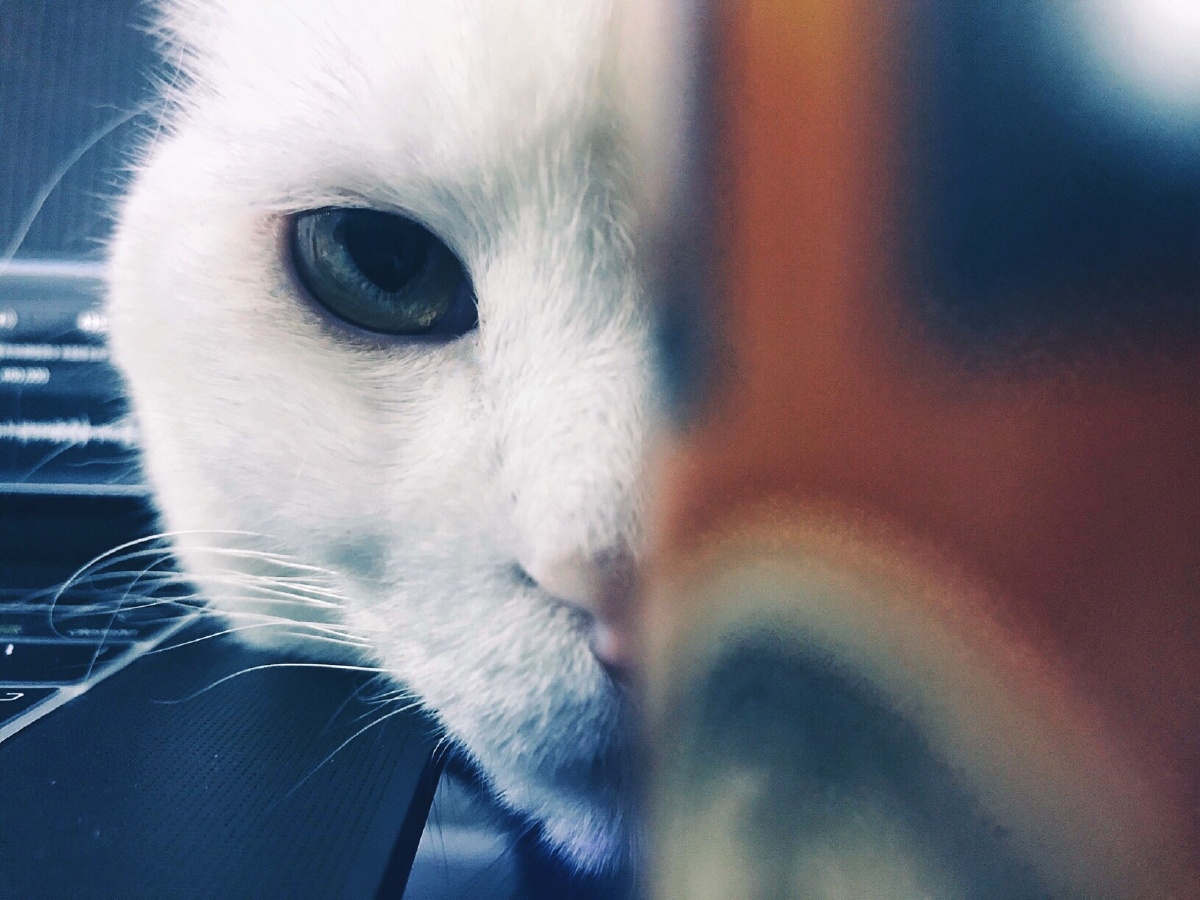 猫瞳