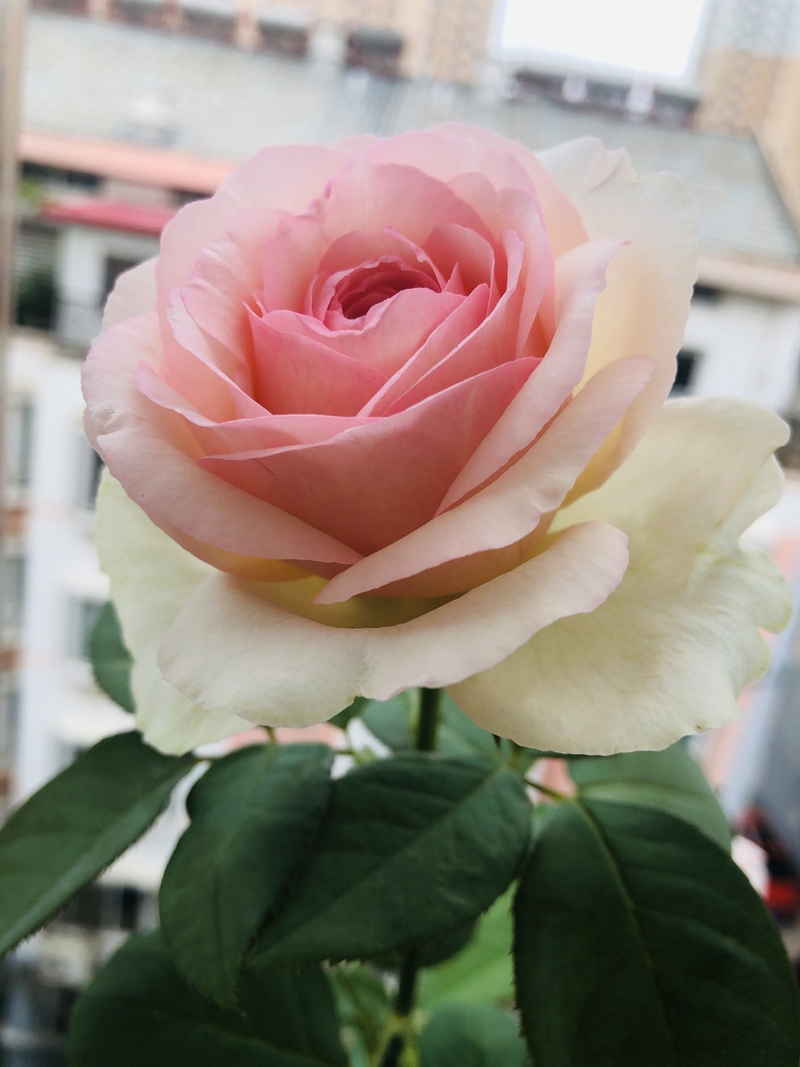 强没药香可做切花直立性强大包子月季蒙娜丽莎人称四季版粉色龙沙宝石