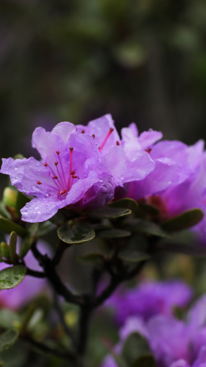 青海省互助北山国家地质森林公园高海拔野生紫杜鹃迎来近三十年最好的