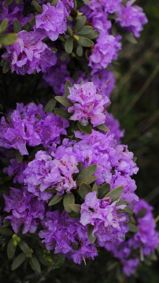 青海省互助北山国家地质森林公园高海拔野生紫杜鹃迎来近三十年最好的