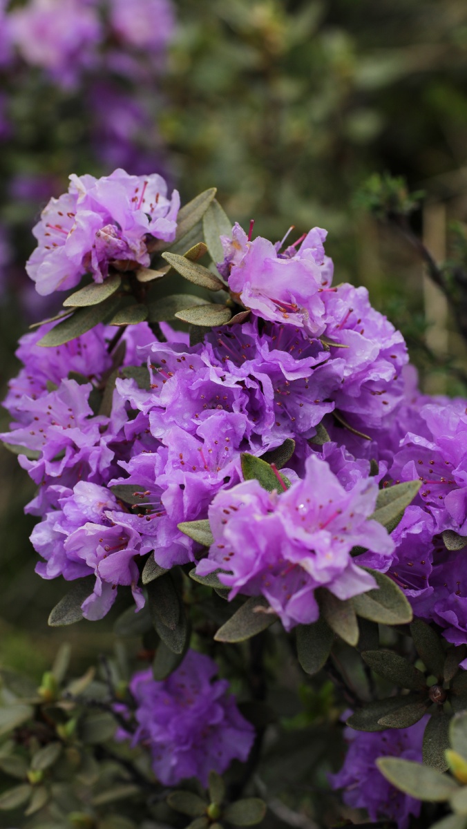 青海省互助北山国家地质森林公园高海拔野生紫杜鹃迎来近三十年最好的