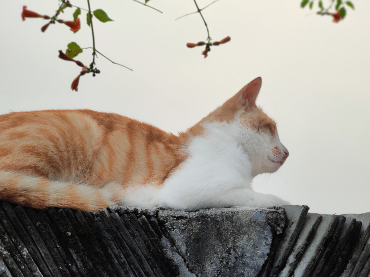 房东的大橘被狗狗吓到了墙头趁机给它拍照非常配合也挺上镜的表情包也