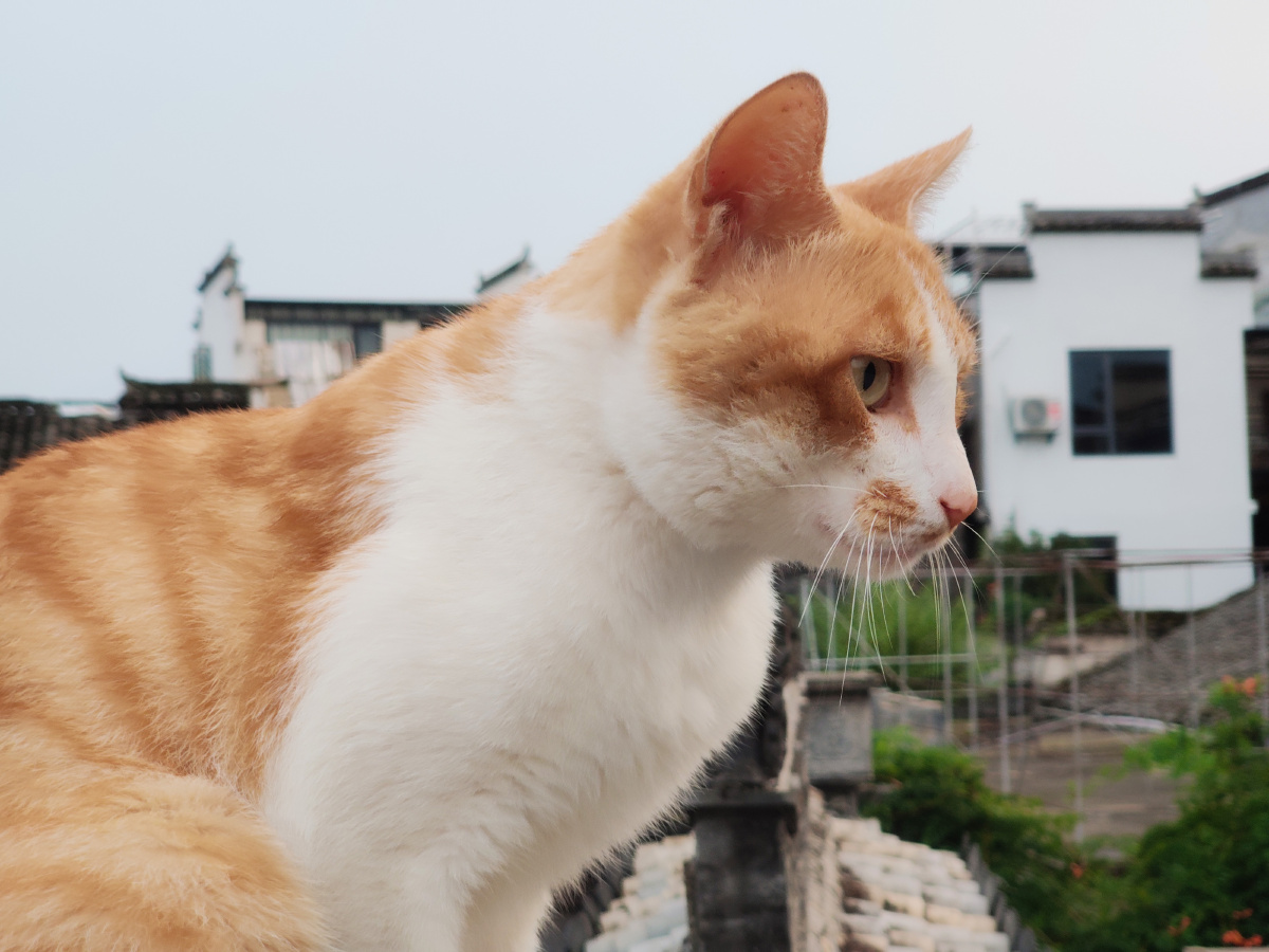 房东的大橘被狗狗吓到了墙头趁机给它拍照非常配合也挺上镜的表情包也