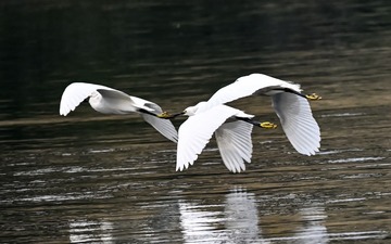 945