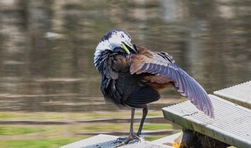 21683