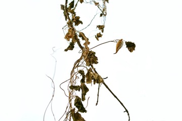 _SDI0732