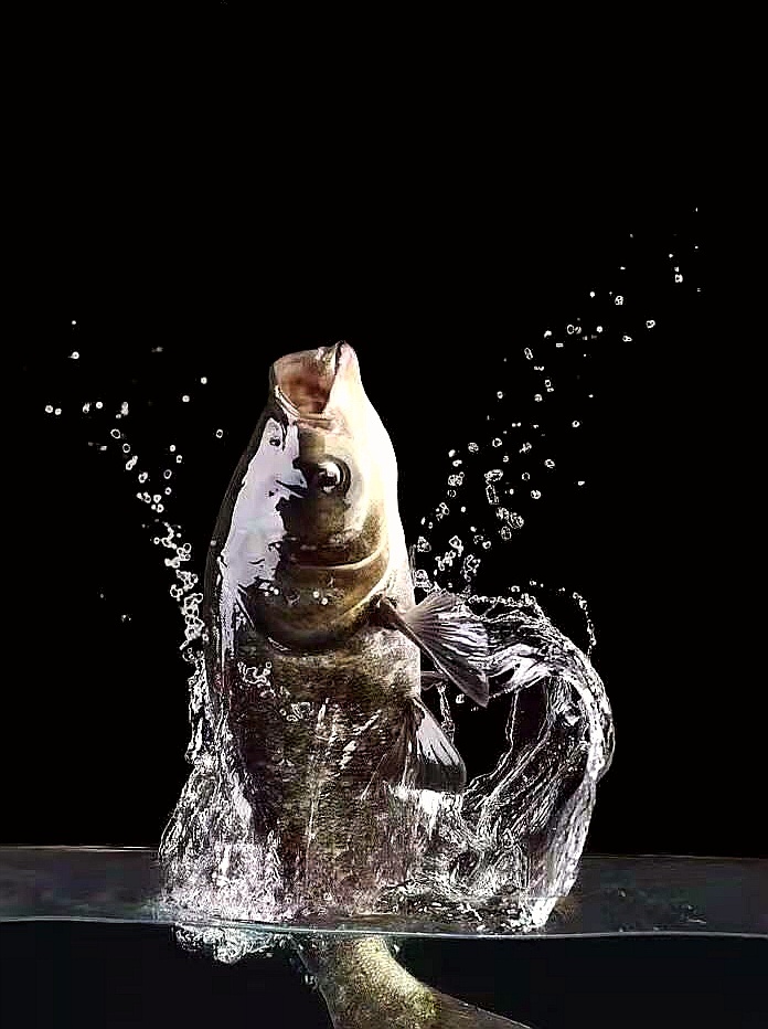 这鱼是出水还是入水啊大家猜猜看吧