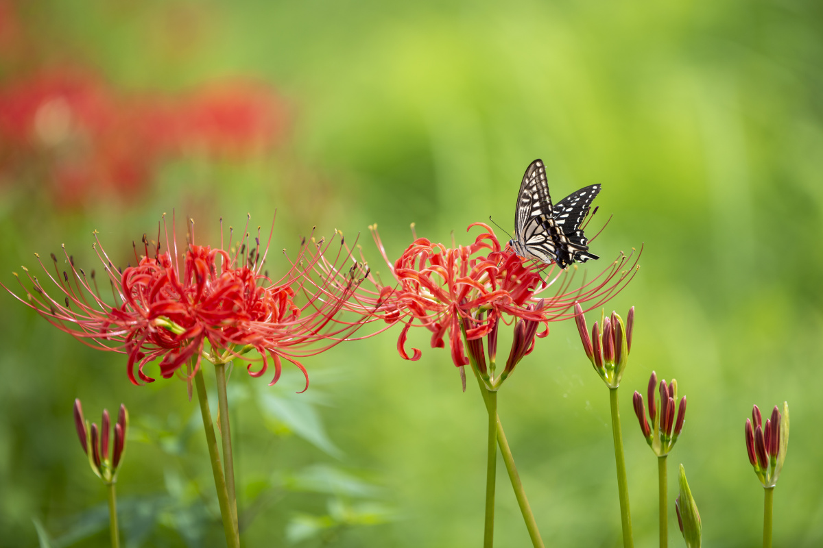 蝴蝶与彼岸花拍摄于日本滋贺県高岛市