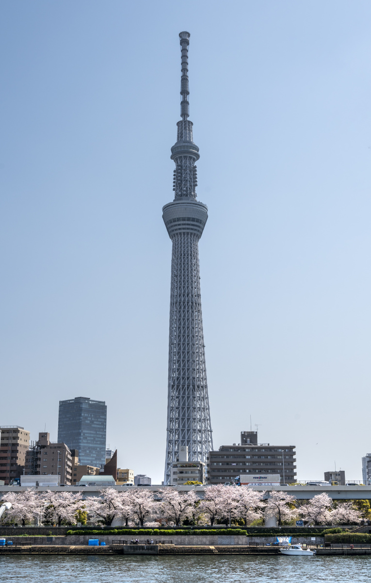 东京skytree晴空塔与樱花