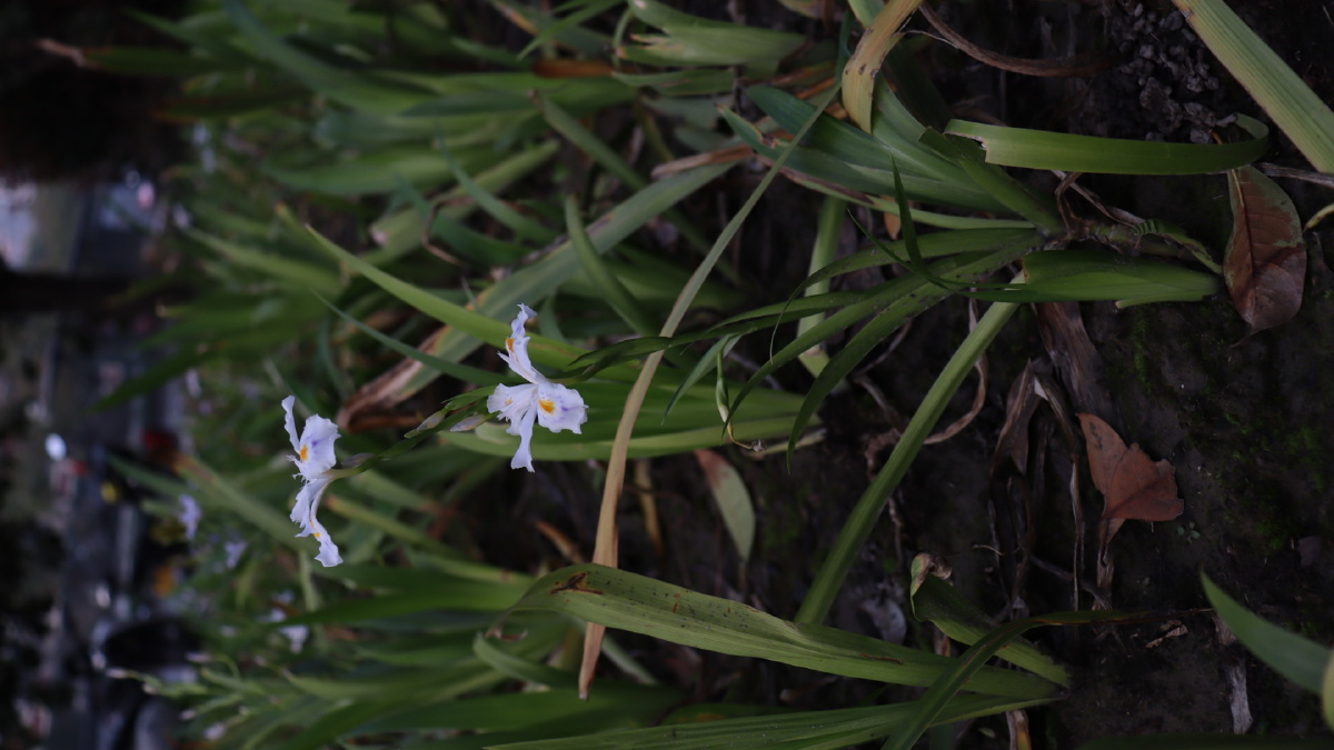 蝴蝶花别名日本鸢尾兰花草扁担叶蝴蝶花为中国民间草药用于清热解毒消
